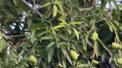 Mango Mischief: The Art of Stealing from Trees"
