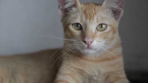 Golden Gaze: A Moment of Feline Serenity