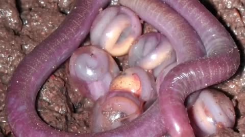 Most unique eggs in the world #facts #animalfacts #wildlife