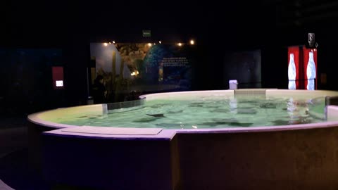 Acuario Michin (Guadalajara, Jalisco, Mexico) 4
