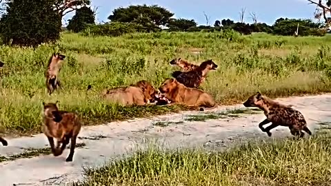 animals