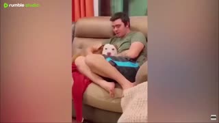 Goofy Cats and Dogs
