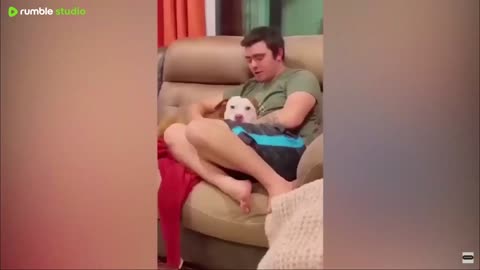 Goofy Cats and Dogs