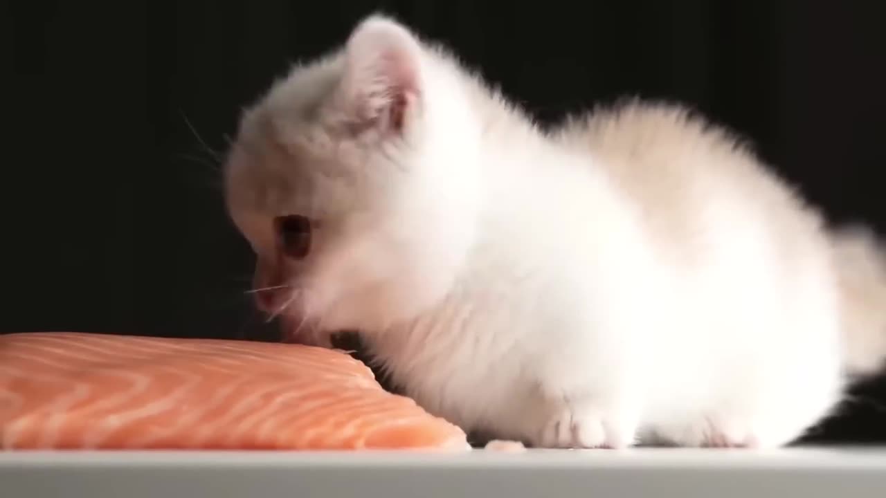 Kitten eats salmon with doom music 😺