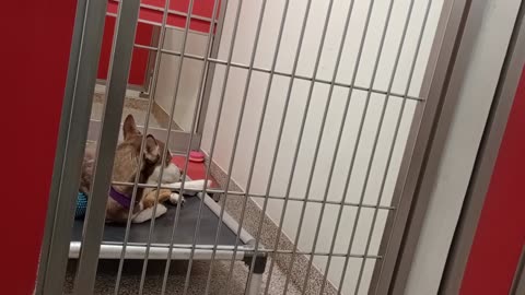 Lynx 3y A867205 kennel 162 PACC shelter_20250525_164503276