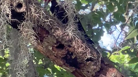 2 W.ild Pileated Woodpeckers pecking for bugs in branches Live Oak Tree