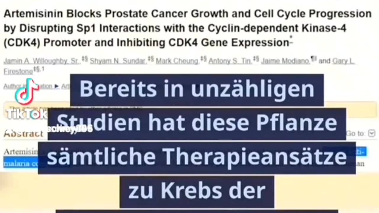 Beifuß gegen Krebs?