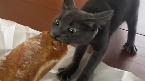 Food Thieves