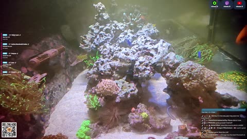 24/7 Real Live Reef Stream