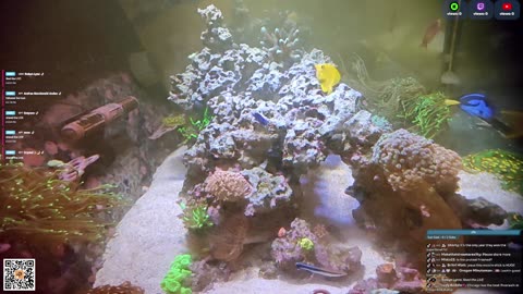 24/7 Real Live Reef Stream