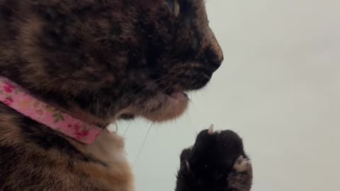 Cat Shocked By Stinky Foot's Smell