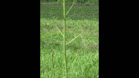 Symbol Of Fertility Asparagus June 2023