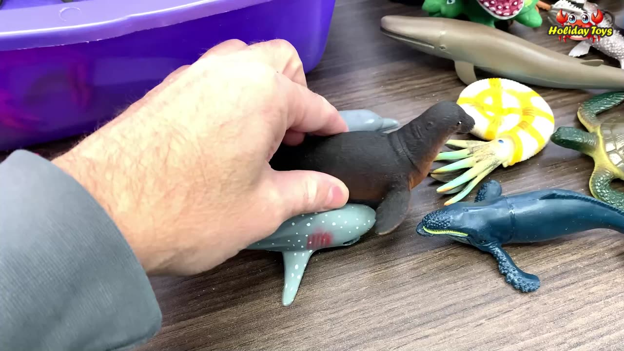 Old Turtles have Hard Shells to Protect Themselves from Sharks