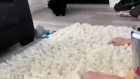 Cats, cute cats, funny cat videos, animals, pets, adorable animals,