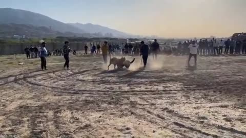 dog war