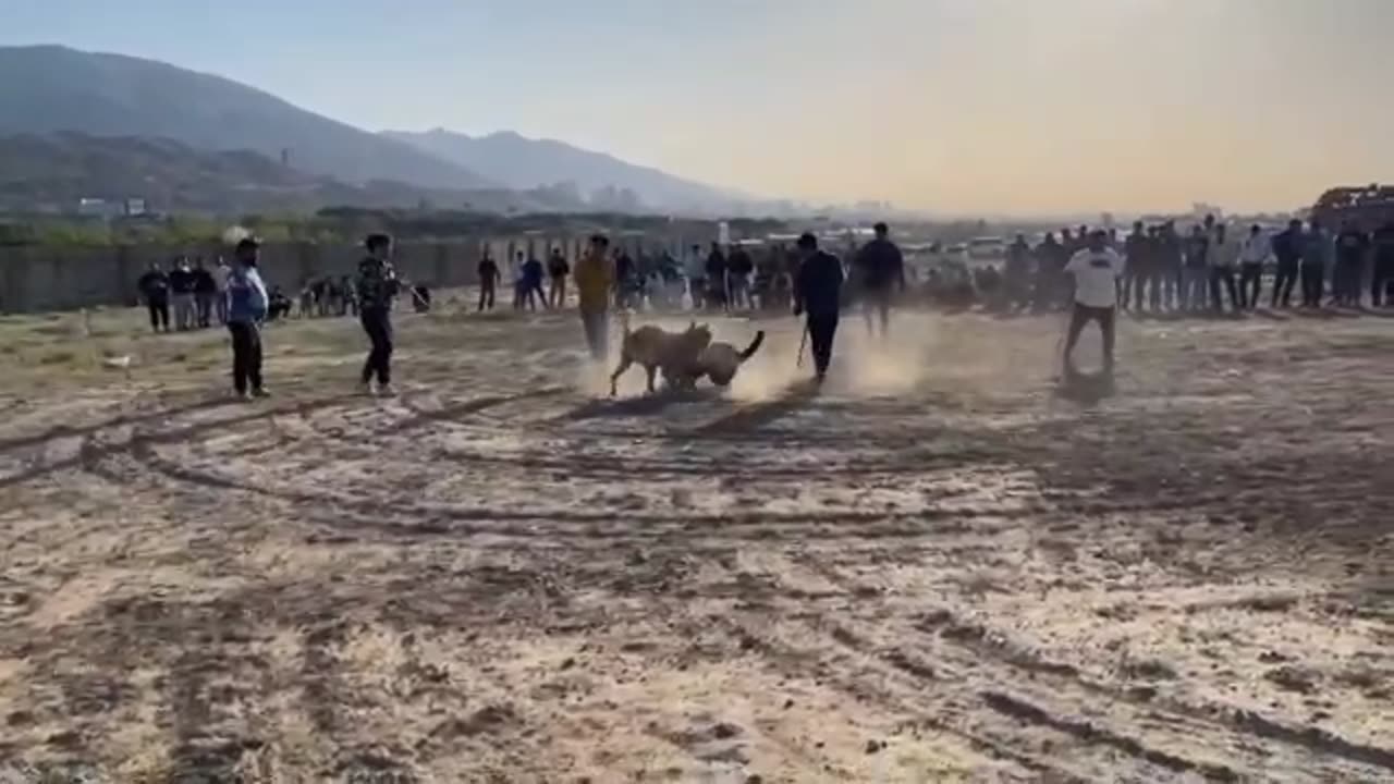 dog war
