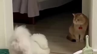 Knowing Who Is The Boss