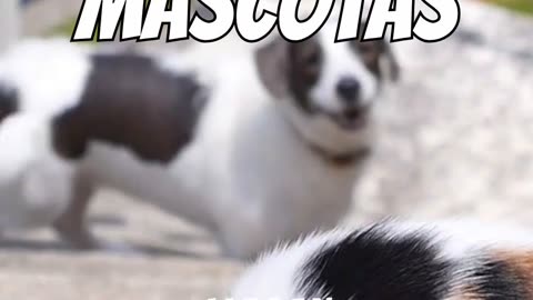 Miedos y ansiedades en gatos más comunes