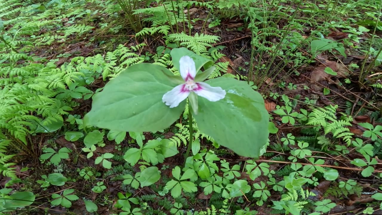 Painted Trillium
