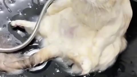 Funny Cat Reactions while taking Bath 🤣