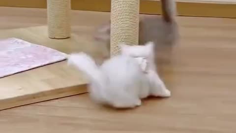 Cutest Cat Video Ever: Must-Watch for Cat Lovers!😻