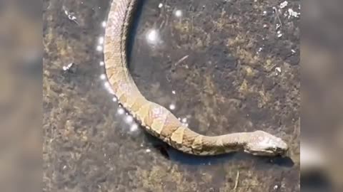 Snake and Frog - Survival War - wild world
