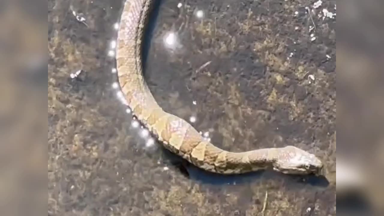 Snake and Frog - Survival War - wild world