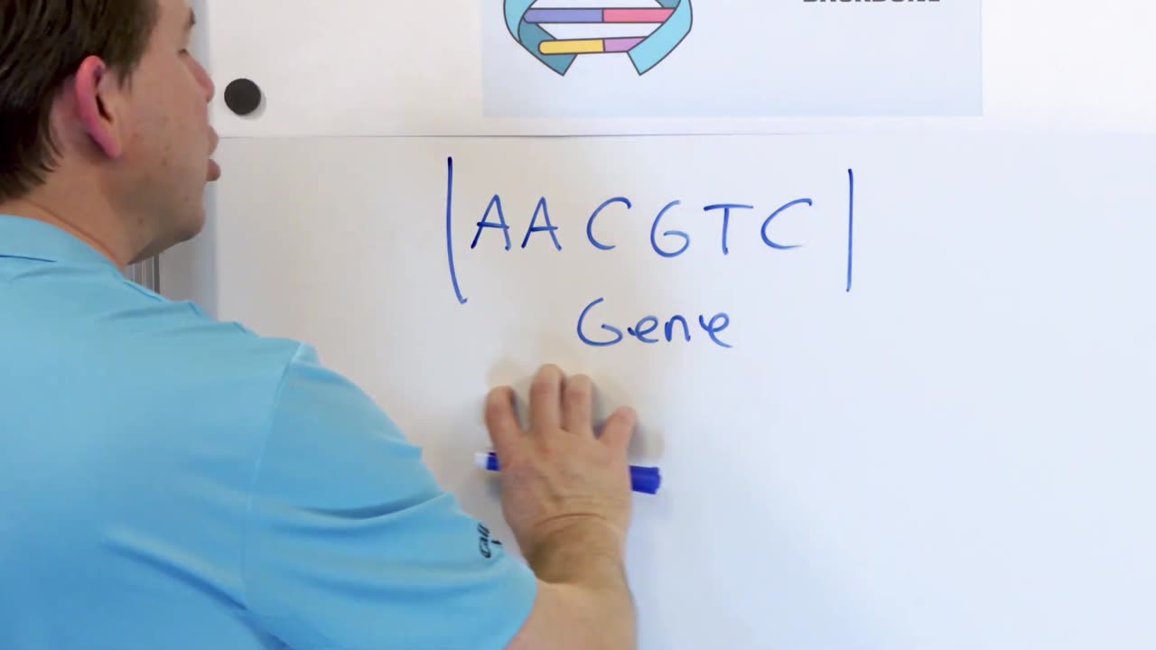 The Structure of DNA The Human Genome Project