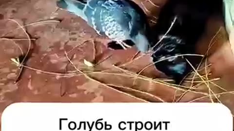 Animals can love too