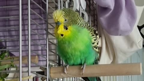 Finarfin Sings the Moulting Blues