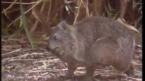 Zoboomafoo WETA September 11, 2001 400pm-429pm EDT