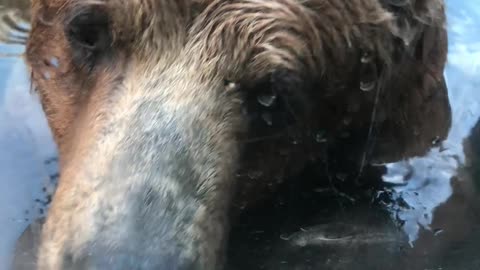 Friendly Grizzly