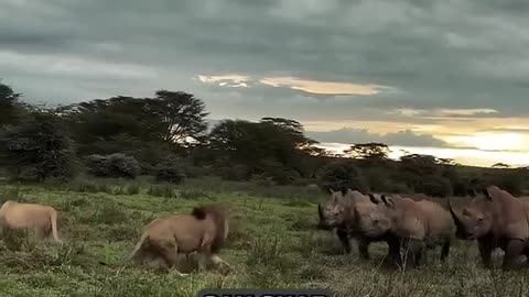 Lions vs Rhinos | Deadly Encounter #wildlife #bigcat