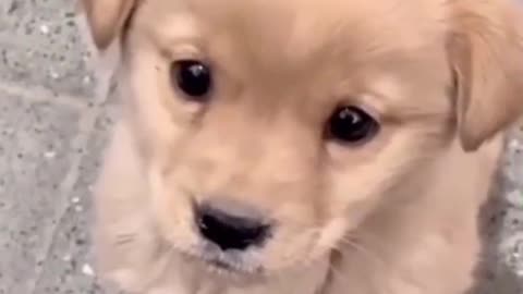 "Zero Thoughts. Just Tail Wags. 😆🐶"