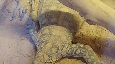 Perentie adult