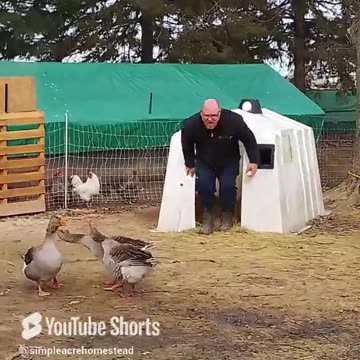 DANGER ZONE ~ collecting the goose eggs