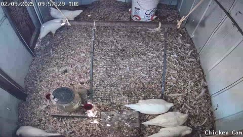 Millar Time Chicken Cam