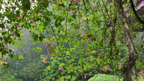 Rain Sounds Relaxing Piano Music For Peaceful Mind (Part 1)