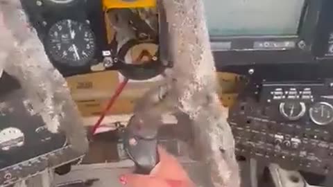 bird strike