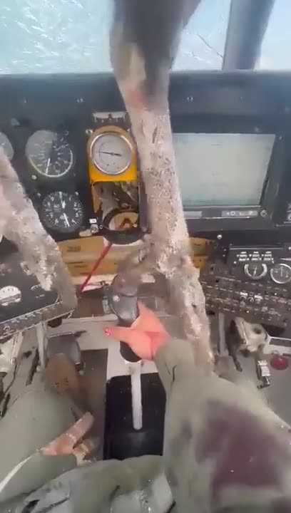bird strike