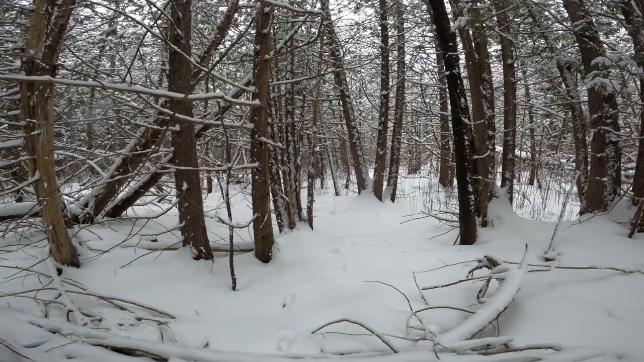 ❄️2025⛷️01-25🏂 Winter Season ⛄Hiking Hunt Club Trails Part 3 in Ottawa 🍁 Canada ❄️⛷️⛄