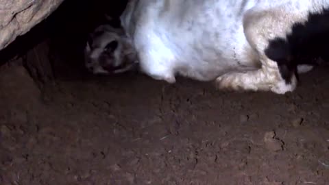 Jack russel vs fox