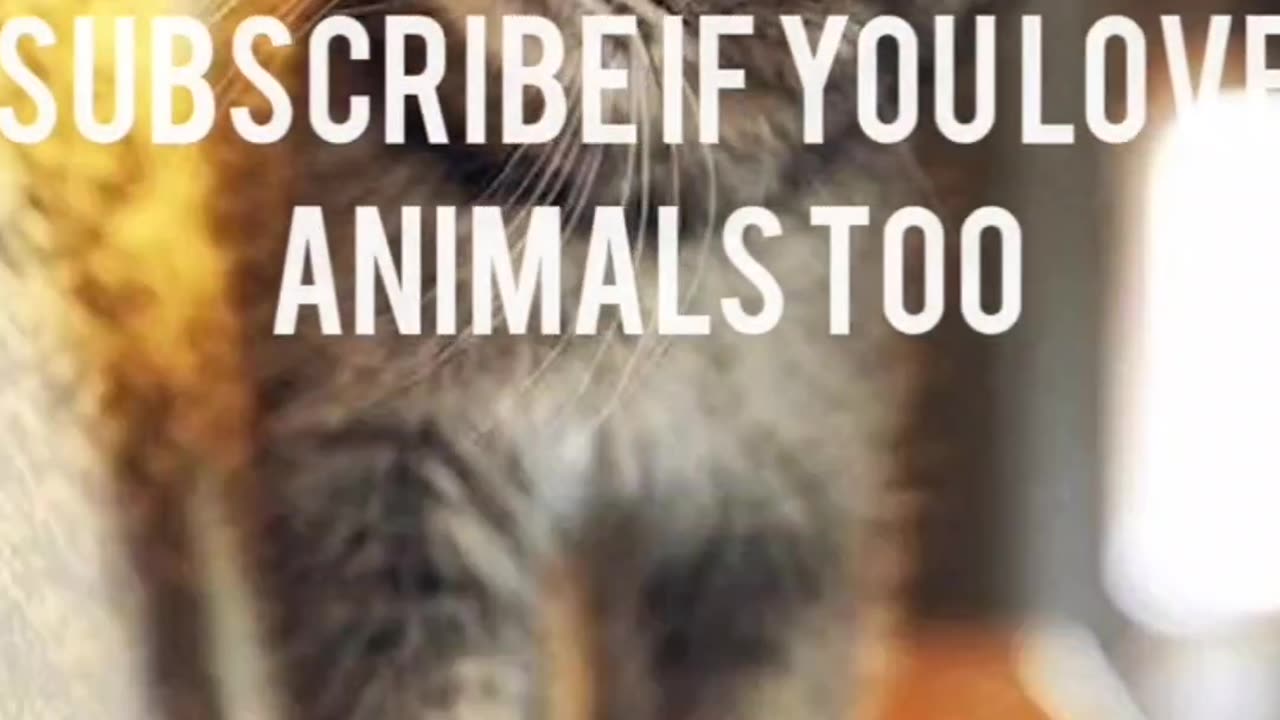 Heart-Melting Fails | Adorable Cats Galore 🐾❤️