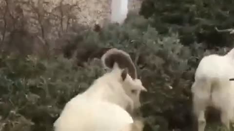 Animales parte 5