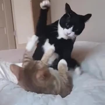 “Pusan’s Cutest New Playtime Moments! 😻 | Funny & Adorable Cat Video”