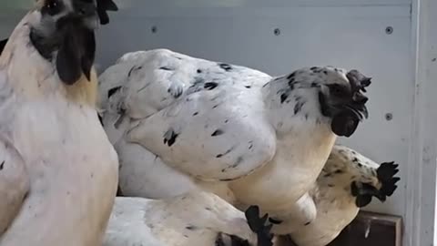 Onyx Hens