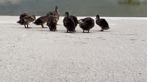 Mallard Ducks 🦆 and it baby ducks 🦆 July 18 2025