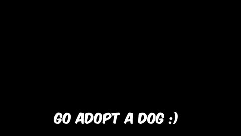 I Adopted 100 Dogs🐕 Changed My Life Forever #mrdeast