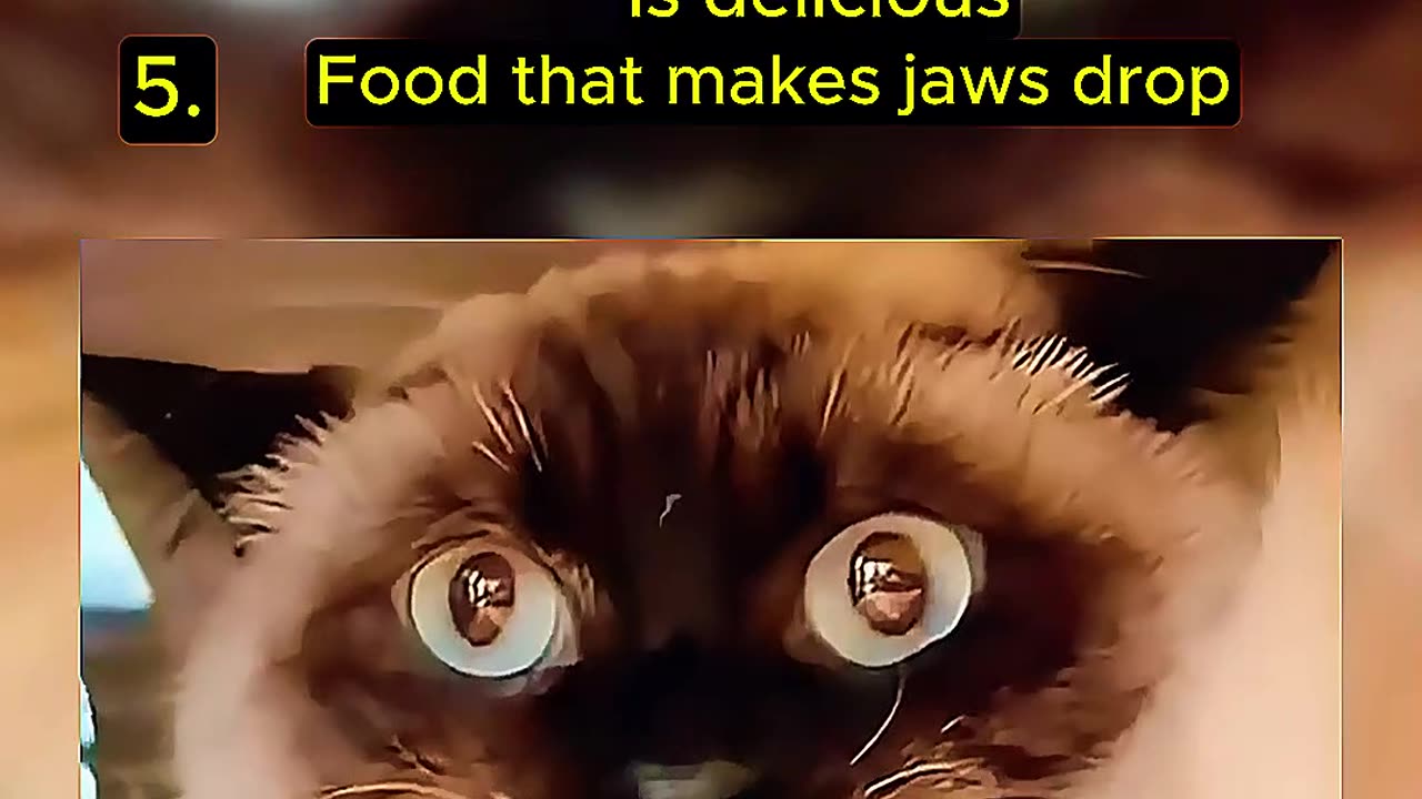 Top Random Cat Video