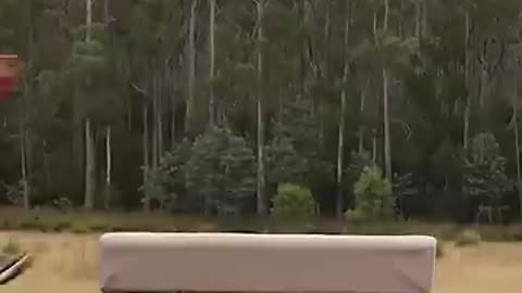 If animals did Parkour 😂 Part 4